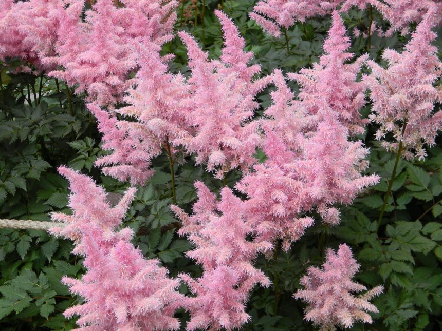 Planting Perennials In New York