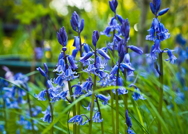 Planting Perennials In New York