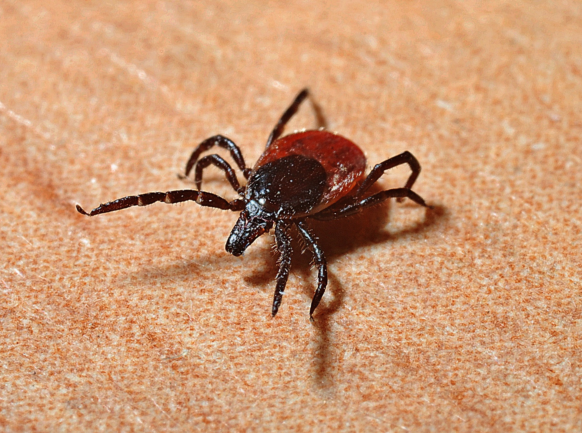 Protecting from Pesky Pests : Ticks