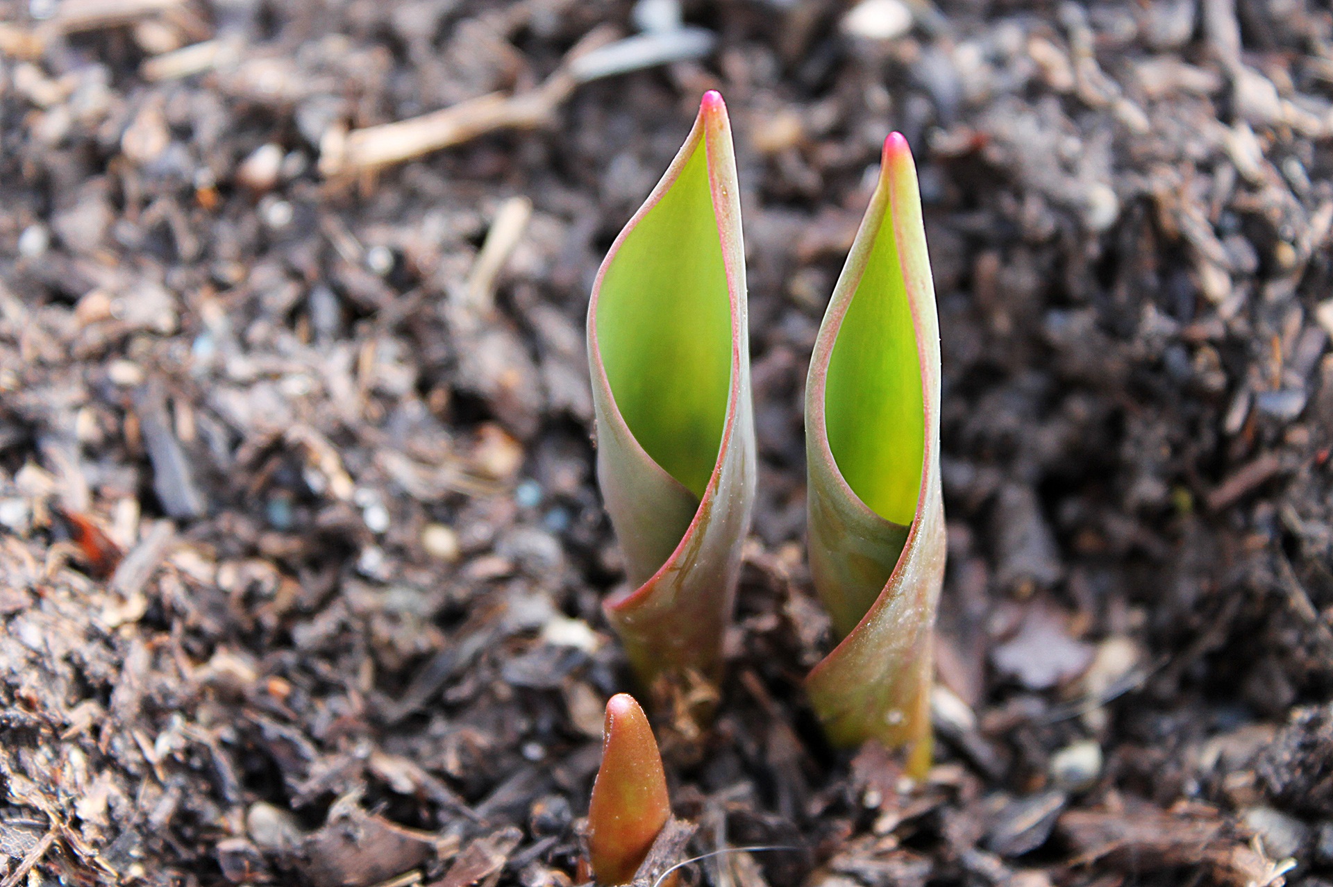 A Beginner’s Guide to Mulching