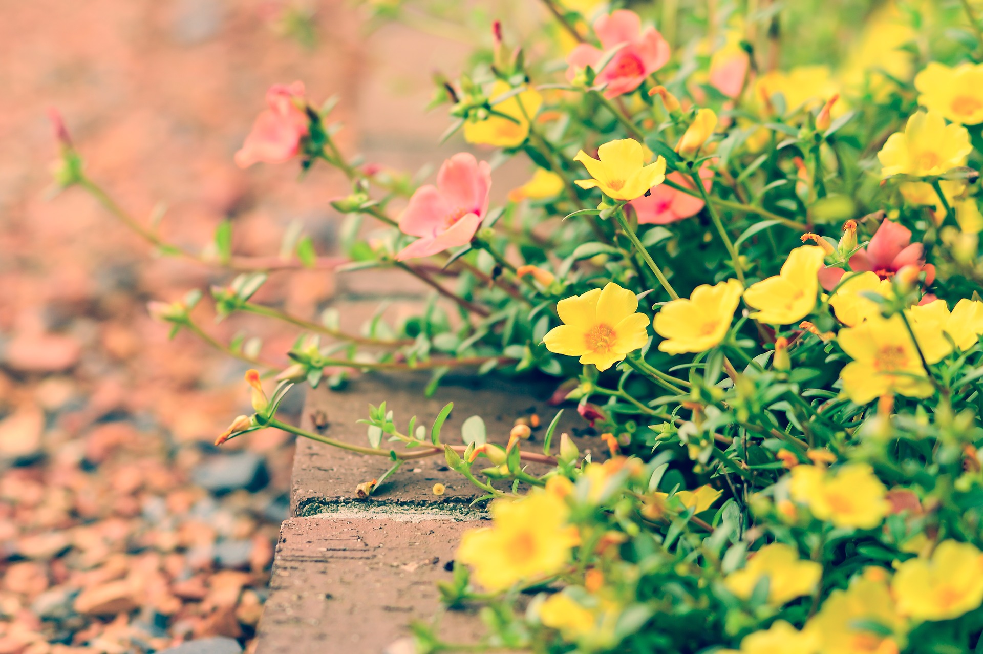 Garden Bed Edging