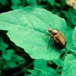 Pesky Pests : Japanese Beetle