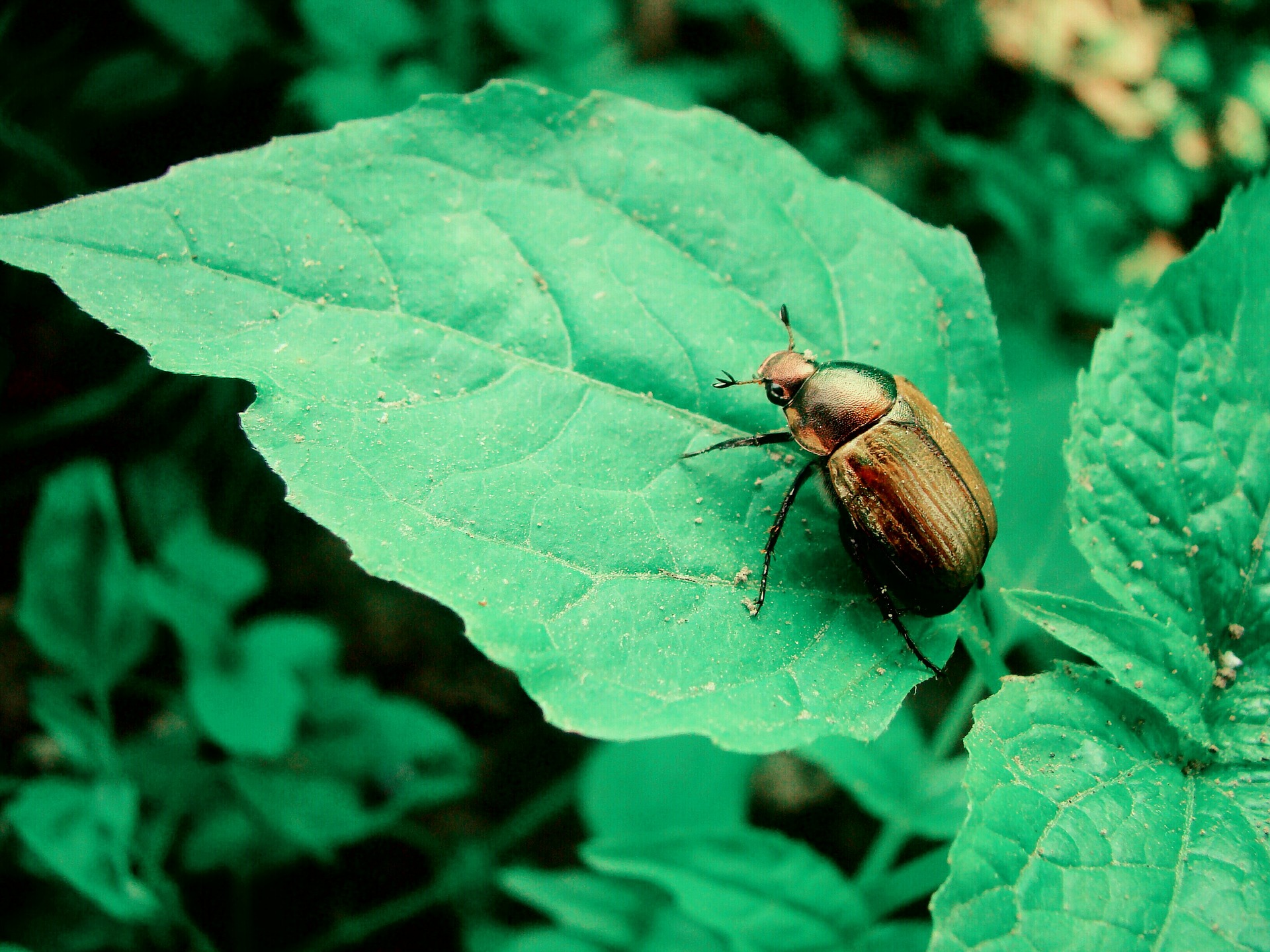 Pesky Pests : Japanese Beetle