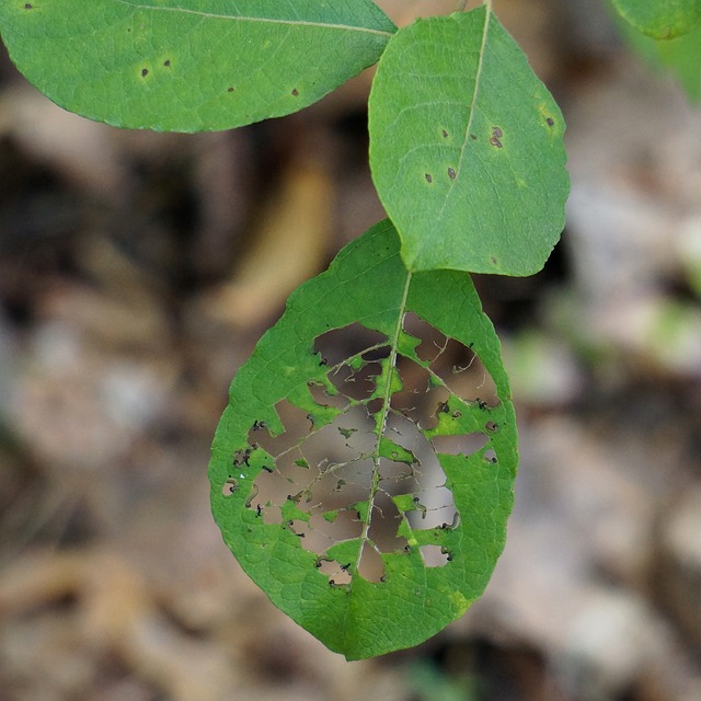 Northeastern Pests