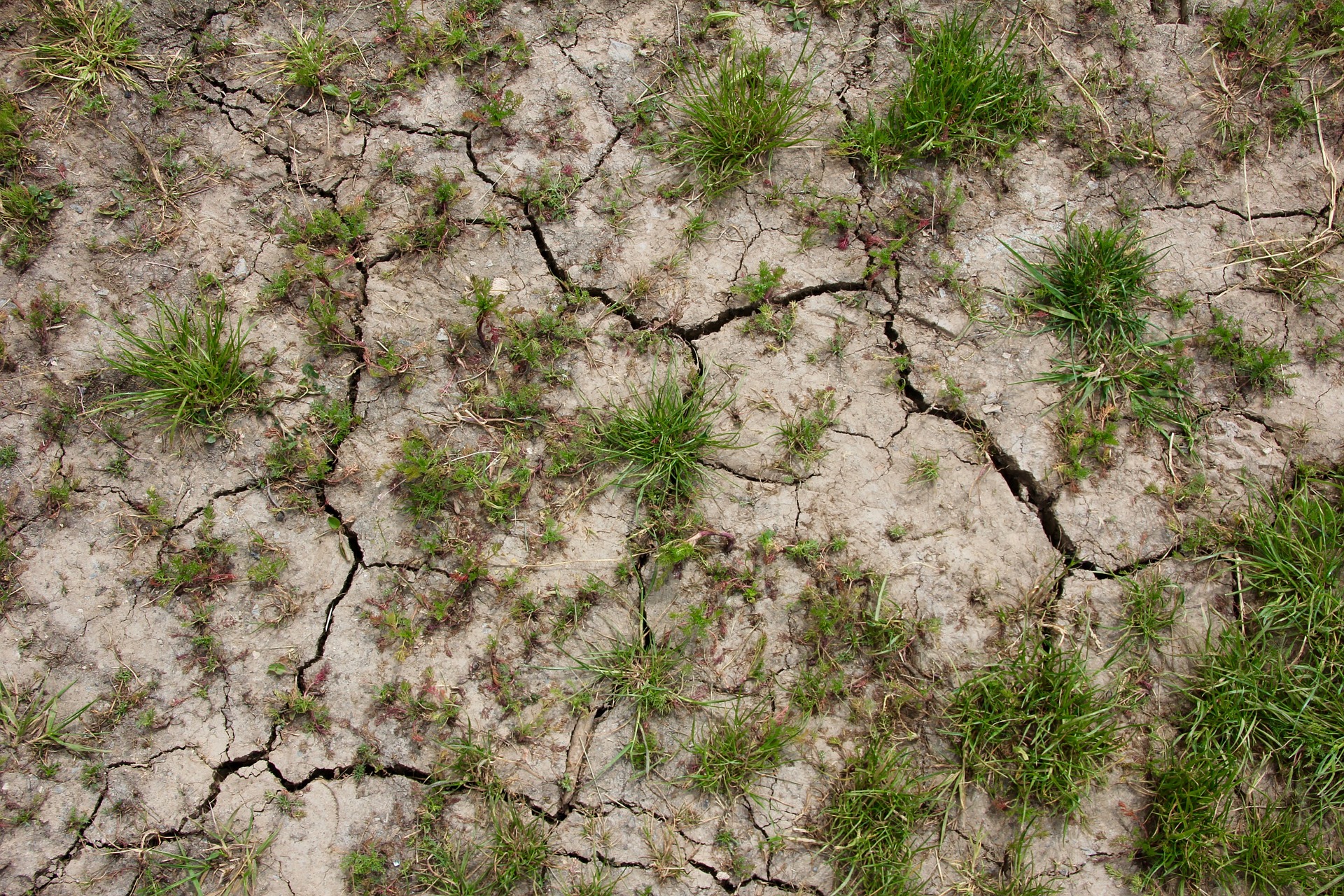 Treating Your Lawn During a Drought